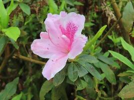 Close-Up of Pink Azalea Flower in Bloom photo