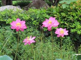Four Blooming Pink Lotus Flowers in a Garden photo