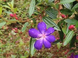Close-Up of Common Melastoma with Raindrops photo