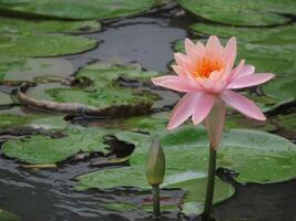 Pink Lotus Flower photo