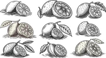 A set of different lemons and limes vector