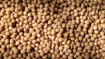 Soy beans seeds Background video
