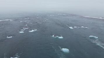 Oceanic water with lots of icebergs and birds in dense fog video