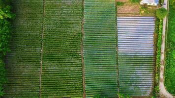 Aerial View of Lush Agricultural Fields video