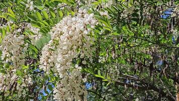 Wind. Acacia blossoms in spring. Flowers branches on green background. video