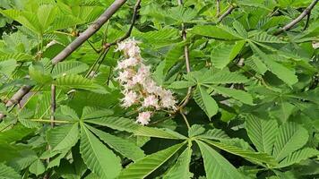 Chestnut trees during spring flowering , Wind. chestnut flowers during flowering in spring park video