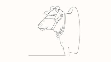 Cow head in continuous line art drawing style. Horned cow portrait minimalist black linear sketch animation video