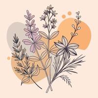 Minimalistic botanical illustration featuring lavender and herbs in soft hues vector