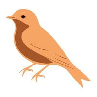 a bird is standing on a white background vector
