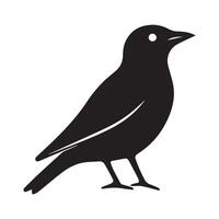 black bird is standing on a white background vector