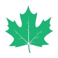 green maple leaf on a white background vector
