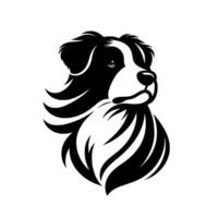Bold Black and White Border Collie Portrait with Flowing Fur and a Focused Gaze, on a Clean White Background. vector