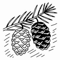 Illustrative pine cones on branch black and white nature sketch with detailing vector