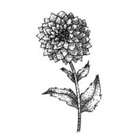 petal dahlia sketch hand drawn vintage vector