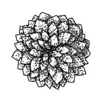 bloom dahlia sketch hand drawn vector