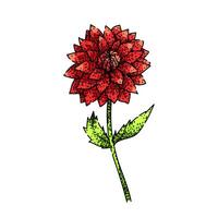 perennial dahlia sketch hand drawn vintage vector