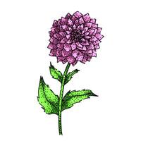 petal dahlia sketch drawn vector