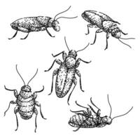 cockroach set sketch hand vintage vector