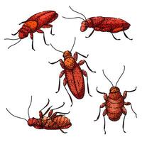 cockroach set sketch drawn vintage vector