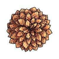 bloom dahlia sketch hand drawn vintage vector