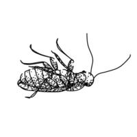 control cockroach sketch vintage drawn vector