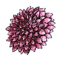 garden dahlia sketch vintage drawn vector