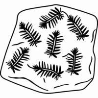 Fossilized fern leaves in rock prehistoric plant impressions unveiling ancient history vector