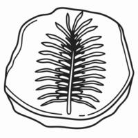 Ancient fern fossil imprint illustration detailed botanical print, prehistoric flora, nature history, black and white etching vector