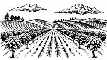 Scenic Countryside Landscape with Vineyard Fields and Rolling Hills in Vintage Style vector