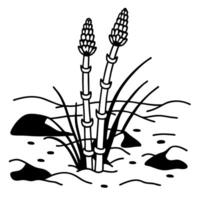 black and white horsetail plant in marsh environment equine tails in wetland setting, simplistic botanical illustration vector