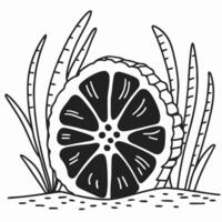 Monochrome citrus slice with leaves, botanical line art illustration vector