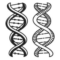 Black and white dna helix illustration genetic science, molecular biology, double helix structure vector