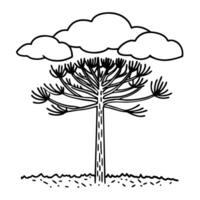 hand drawn araucaria tree with clouds illustration in black and white vector