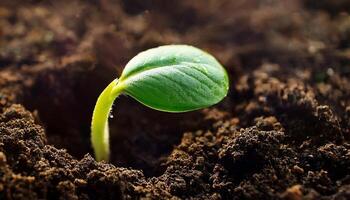 Young Green Plant Emerging From Dark Soil in a Garden During Springtime Sunlight photo