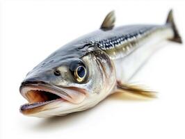 Freshly Caught Fish Showcasing Detailed Features, Ideal for Culinary Presentations or Marine Studies in a Minimalistic Setting photo