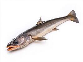 Fish With Elongated Body and Distinctive Features Rest on Plain Background Ready for Culinary Preparation photo