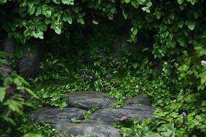Lush jungle scene, rocks, flowers, vines, background, product display photo