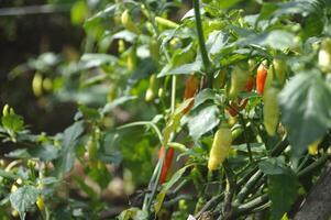 Fresh Organic Chili Tree photo