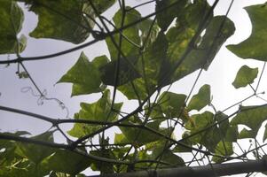 Closed-up Gourd Leaves photo