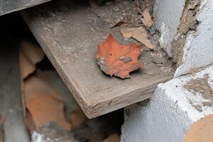 A dry, orange leaf resting on a wooden shelf. photo
