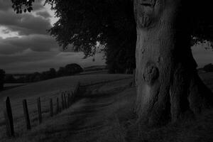 A serene landscape featuring a large tree by a path. photo