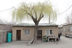 A simple house with a willow tree in a quiet setting. photo