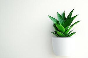 A green plant in a white pot against a light wall. photo