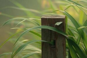 Close-up of a wooden post surrounded by lush green plants. photo