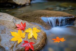 Colorful autumn leaves on a rock by a stream. photo