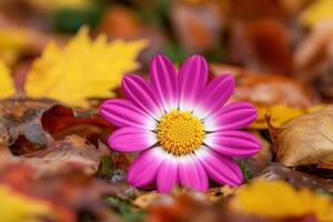 Pink flower amidst autumn leaves. photo