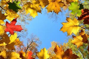 Colorful autumn leaves framing a clear blue sky. photo