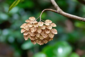 Cluster of dried seed pods hanging from a branch. photo