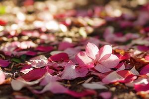 Pink flower petals scattered on the ground. photo