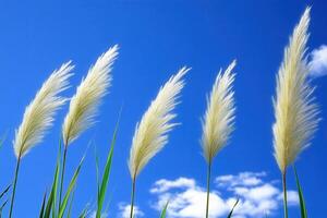 Pampas grass swaying against a blue sky with clouds. photo